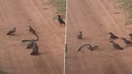Birds Gang Up and Attack Snake: पक्षियों ने घेरकर अकेले सांप पर किया हमला, उसके बाद जो हुआ...देखें वीडियो