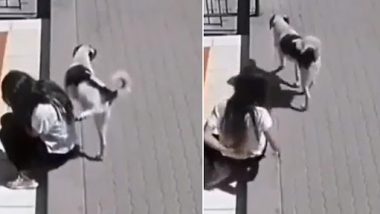 Stray Dog Pees On Sad Girl: स्ट्रे डॉग ने बाहर बैठी दुखी लड़की पर किया पेशाब, उसके बाद जो हुआ...देखें वीडियो