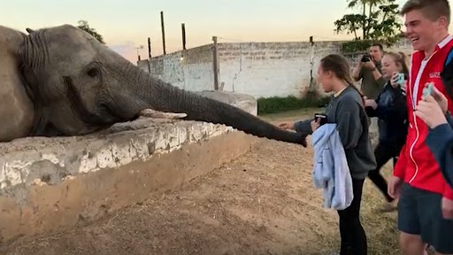 Elephant Slaps Girl: हाथी की तस्वीर लेने की कोशिश कर रही थी महिला, गुस्से में एलिफैंट ने मारा थप्पड़, देखें वीडियो