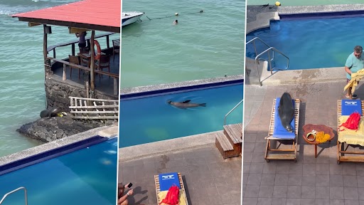 Sea Lion Chills on Lounging Chair: सील समुद्र से स्विमिंग पूल में कूदी उसके बाद चेयर पर दिखी आराम फरमाते हुए, देखें वीडियो