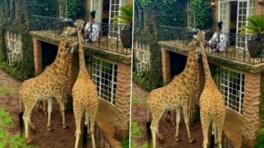 Woman Feeds Giraffes: महिला ने होटल की बालकनी से जिराफों के साथ शेयर किया नाश्ता, देखें वीडियो