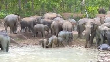 Viral Video: भीषण गर्मी को मात देने के लिए कीचड़ में नहाते दिखे हाथी, देखें अद्भुत नज़ारा