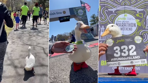 Duck Runs a Marathon: डक ने न्यूयॉर्क मैराथन में लिया भाग, देखें क्यूट बत्तख की दौड़