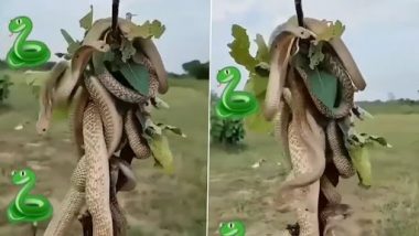 Bunch of King Cobras Get Tangled: किंग कोबरा का झुंड पेड़ की टहनी के लिए लड़ते हुए एक दूसरे में उलझा, देखें वीडियो