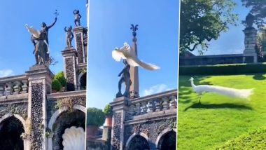 Rare White Peacock Caught: उड़ते हुए कैमरे में कैद हुआ दुर्लभ सफेद मोर, देखें मनमोहक वीडियो