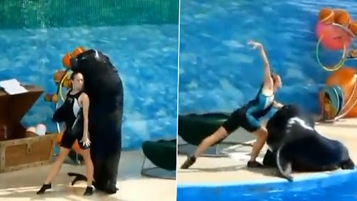 Seal Dance: महिला के साथ डांस स्टेप्स करती सील का क्लिप वायरल, वीडियो देख रह जाएंगे दंग