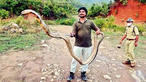 King Cobra: आंध्र के पाम ऑयल प्लांट में मिला 13 फुट लंबा किंग कोबरा, किया रेस्क्यू