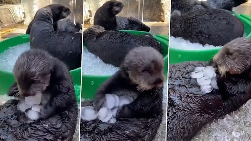 Viral Video: ऊदबिलाव का लुढ़कते और बर्फ से खेलते हुए क्लिप वायरल, क्यूट वीडियो देख बन जाएगा दिन