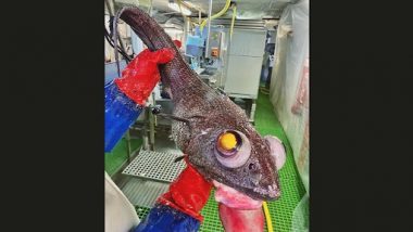 Bizarre Fish With Yellow Eyes Caught: रूसी मछुआरे रोमन फेडोर्ट्सोव ने पकड़ी पीली आंखों वाली अजीब समुद्री मछली, देखें तस्वीरें