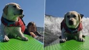 Dog Surfing Alone: पैडल बोर्ड पर अकेले सर्फिंग करते पाया गया पेट डॉग, क्यूट वीडियो वायरल