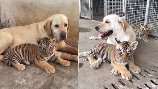 Dog Takes Care of Tiger Cubs: मां द्वारा छोड़े गए बाघ के शावकों की देखभाल करते डॉग का क्लिप वायरल, देखें दिल पिघला देने वाला वीडियो