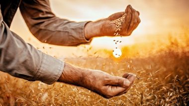 Wheat Export Ban: भारत सरकार ने गेहूं के निर्यात पर तत्काल प्रभाव से लगाई रोक, बढ़ती कीमतों के बाद लिया ये फैसला