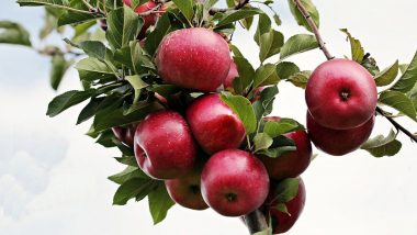 सेब में है चमत्कार, पर छिलके भी नहीं हैं बेकार! जानें इससे मिलने वाले 7 बड़े लाभ!