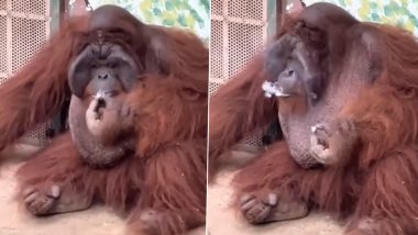 Viral Video: इंसानों की तरह मजे से सिगरेट का कश लगाता दिखा Orangutan, उसका अंदाज देख आप भी हो जाएंगे हैरान
