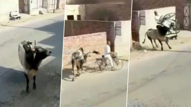 OMG! साइकिल सवार बुजुर्ग पर सांड ने उतारा अपना गुस्सा, हवा में उछालकर कर दी शख्स की हालत खराब (Watch Viral Video)