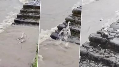 अपने साथी को बचाने के लिए बत्तख ने पानी में लगाई छलांग, दोनों की दोस्ती देख कायल हुए लोग (Watch Viral Video)