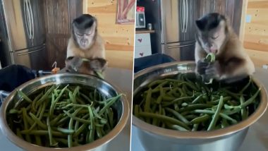 Monkey Viral Video: बीन्स तोड़ते बंदर का वीडियो हुआ वायरल, चेहरे के एक्सप्रेशन को देख दंग रह जाएंगे आप
