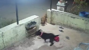 Maharashtra: नासिक के रिहायशी इलाके में तेंदुआ घुसने से लोगों में दहशत, एक पालतू कुत्ते पर हमला कर जान भी ली- Watch Video