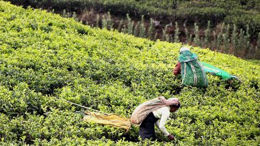 Indian Tea Consignments Rejected: भारत की चाय की खेप को कई देशों ने वापस लौटाया, कहा- कीटनाशकों की मात्रा छमता से बहुत अधिक