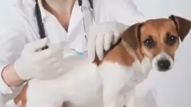 Covid-19 Vaccine for Animals: जानवरों के लिए कोरोना की पहली वैक्सीन लॉन्च, Anocovax करेगी संक्रमण से पशुओं की रक्षा