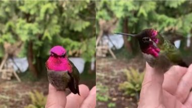 Viral Video: यह चिड़िया बदलती है अपना रंग, पक्षी के इस कारनामे को देख आप हो जाएंगे हैरान