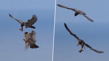 Viral Video: हवा में उड़ते हुए एक-दूसरे को खाना देते नजर आए दो बाज, हैरान करने वाला वीडियो हुआ वायरल