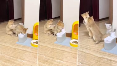 Viral Video: छोटी सी बात पर हाथापाई करने लगी दो बिल्लियां, वायरल हुआ हैरान करने वाला वीडियो