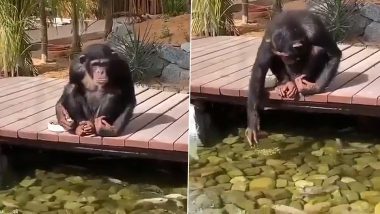 गजब! मछलियों का बेस्ट फ्रेंड है यह चिम्पांजी, Viral Video में देखें कैसे उन्हें प्यार से खिला रहा है खाना