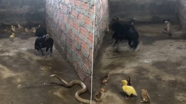 Viral Video: चूजों को बचाने के लिए खतरनाक किंग कोबरा से भिड़ गई मुर्गी, वायरल वीडियो देख दंग रह जाएंगे आप
