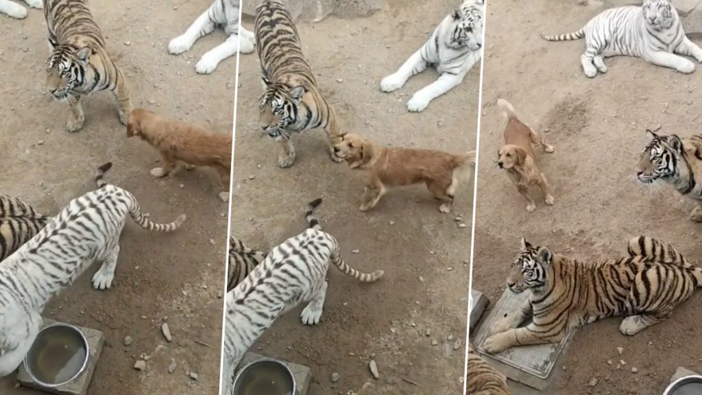 Viral Video: खूंखार बाघों के बीच आराम से सैर फरमाते कुत्ते का वीडियो हुआ वायरल, नजारा देख आप भी रह जाएंगे दंग