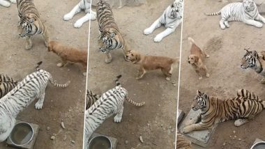 Viral Video: खूंखार बाघों के बीच आराम से सैर फरमाते कुत्ते का वीडियो हुआ वायरल, नजारा देख आप भी रह जाएंगे दंग