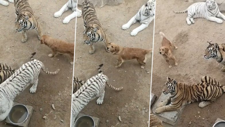 Viral Video: खूंखार बाघों के बीच आराम से सैर फरमाते कुत्ते का वीडियो हुआ वायरल, नजारा देख आप भी रह जाएंगे दंग