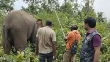 Viral Video: तेज रफ्तार वाहन की चपेट में आया हाथी, मौके पर पहुंचकर वन कर्मियों ने किया गजराज का इलाज