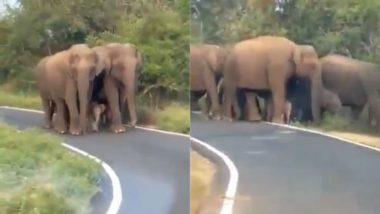क्या आपने देखी है ऐसी Z+++ सिक्योरिटी, हाथियों के झुंड की कड़ी सुरक्षा के बीच सैर करता दिखा नन्हा हाथी (Watch Viral Video)