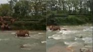 Viral Video: नदी में बहते नन्हे हाथी को बचाती हथिनी का वीडियो हुआ वायरल, मां की हिम्मत ने जीता लोगों का दिल