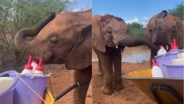 Viral Video: सबकी नजरों से बचकर बोतल से दूध पीने लगा हाथी, शरारती गजराज का मनमोहक वीडियो हुआ वायरल
