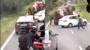Elephants Viral Video: बीच सड़क पर हाथियों ने जमकर मचाया उत्पात, गुस्साए झुंड ने गाड़ी को बनाया निशाना