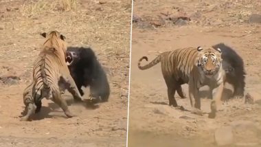 Viral Video: नन्हे भालू पर बाघ ने किया जानलेवा अटैक, अपने बच्चे को बचाने के लिए जान पर खेल गई मां