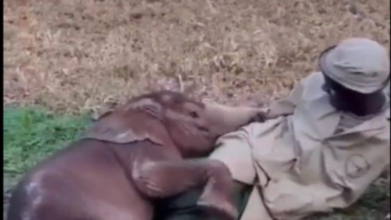 Viral Video: जू कीपर के साथ खेलते हुए बेबी एलीफैंट का क्यूट क्लिप वायरल, वीडियो देख बन जाएगा दिन