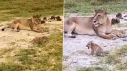 Viral Video: मां की निगरानी में दहाड़ मारने की कोशिश करता नजर आया नन्हा शेर, दिल जीतने वाला वीडियो हुआ वायरल