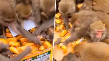 बिस्किट से भरे बॉक्स पर टूट पड़ा बंदरों का झुंड, लूटने के लिए मची उनमें होड़ (Watch Viral Video)