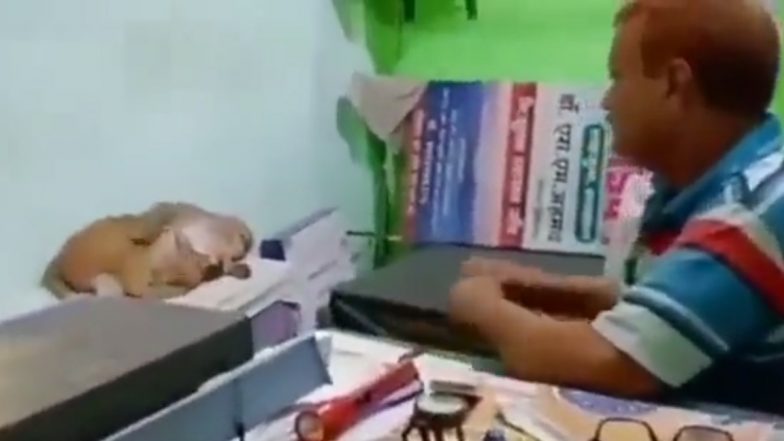 अपना इलाज कराने खुद डॉक्टर के पास पहुंचा जख्मी बंदर, हैरान करने वाला वीडियो हुआ वायरल (Watch Viral Video)