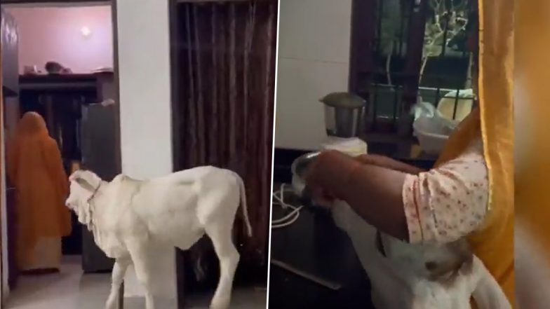 गाय के बछड़े पर मां की तरह महिला ने लुटाया प्यार, अपने बच्चे की तरह उसे खिलाया खाना (Watch Viral Video)