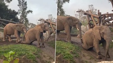 Elephants Viral Video: बच्चों की तरह मिट्टी पर स्लाइडिंग करते दिखे दो हाथी, वीडियो देख बचपन के दिनों का यादें हो जाएंगी ताजा