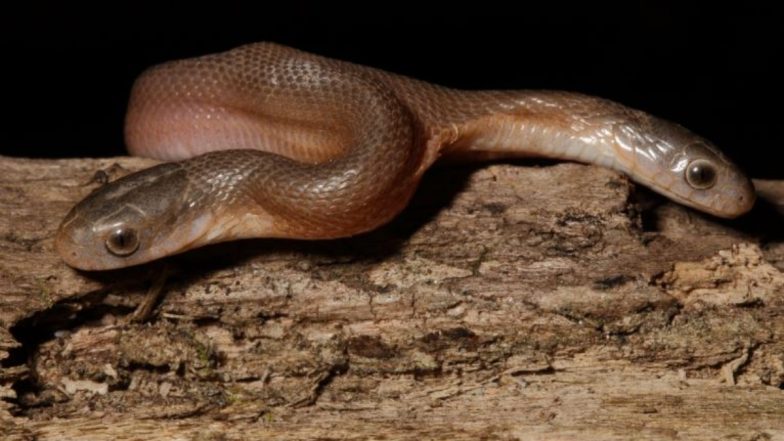 Two Headed-Snake: बगीचे में रेंगता दिखा दो सिर वाला दुर्लभ सांप, वायरल तस्वीरें देख हो जाएंगे हैरान