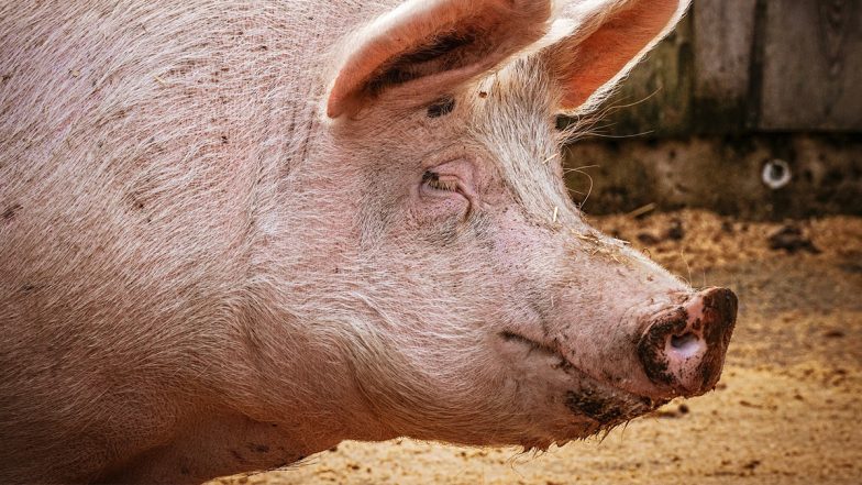 Swine Flu: ओडिशा में स्वाइन फ्लू के दो मामले सामने आए