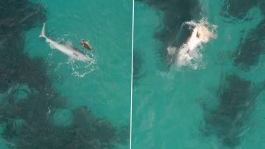 Viral Video: समुद्री कछुए और टाइगर शार्क के बीच हुआ जबरदस्त घमासान, वायरल हुआ हैरान करने वाला वीडियो