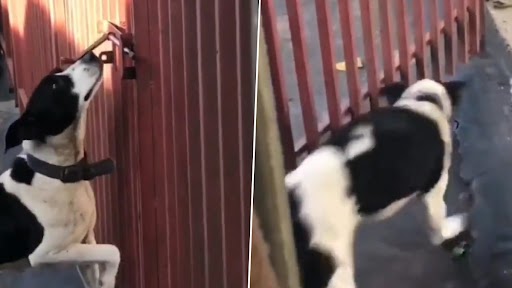 Viral Video: लॉक दरवाजा नाक से खोलकर भागा कुत्ता, नेटिज़न्स ने कहा 'स्मार्ट बॉय' देखें वीडियो