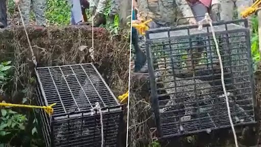 Viral Video: महाराष्ट्र में वन अधिकारियों ने कुएं में गिरे तेंदुए को निकाला बाहर, देखें वीडियो