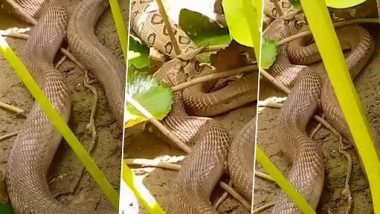 Cobra Swallows Russell Viper Snake: इंडियन कोबरा ने निगला रसेल वाइपर स्नेक, डरावना वीडियो वायरल